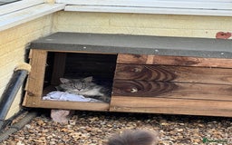 Maine Coon cats for sale: Maine coon mother and son  - Image 14