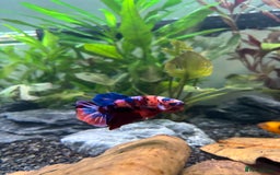 Plecos fish for sale: Koi Betta, livebearers & other fish… - Image 3