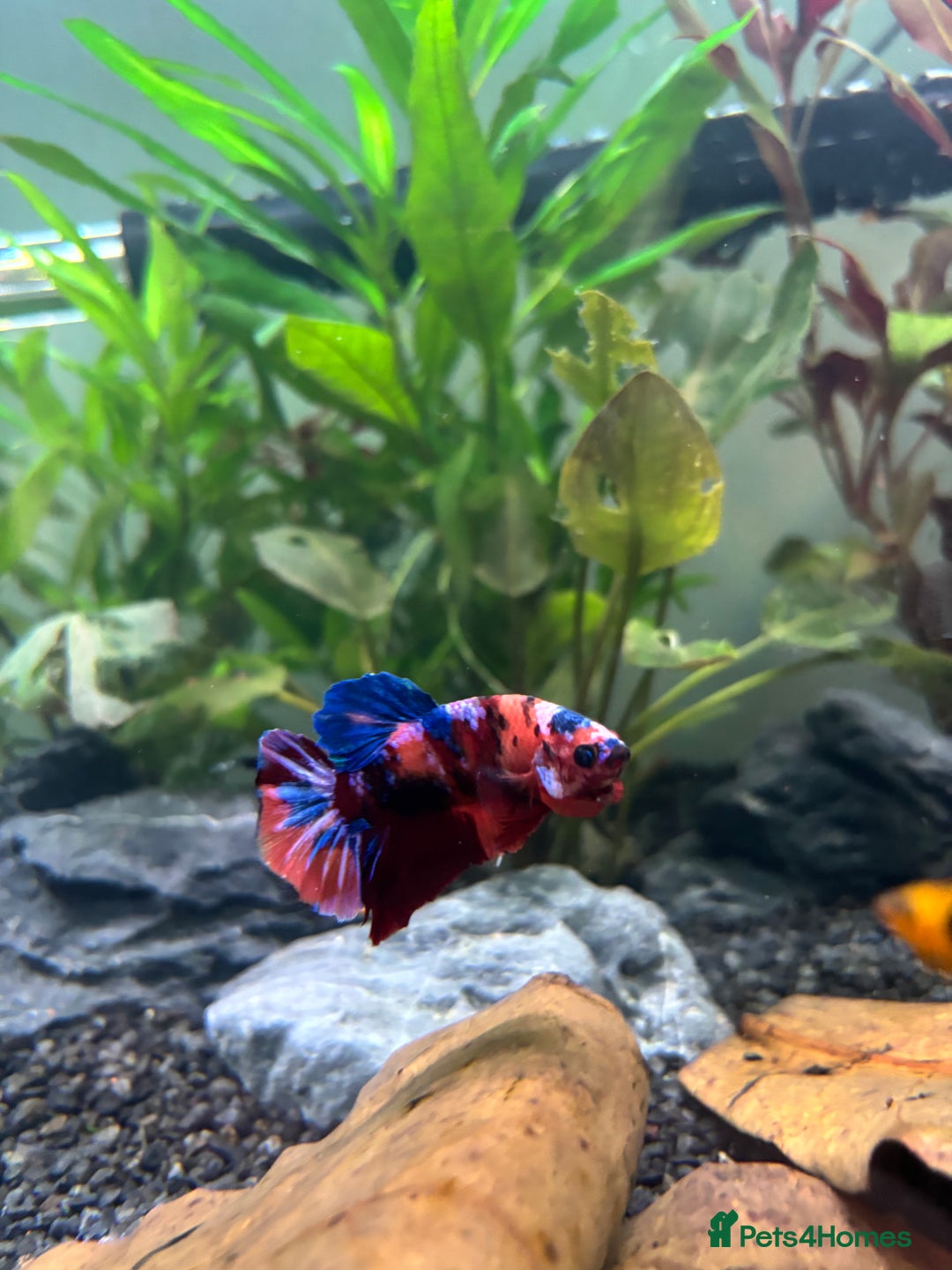 Plecos fish for sale: Koi Betta, livebearers & other fish… - Image 3
