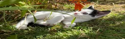 Mixed Breed cats for sale: 3 x Black & white kittens, 1 x boy, 2 x girl in Port Talbot - Advert 34