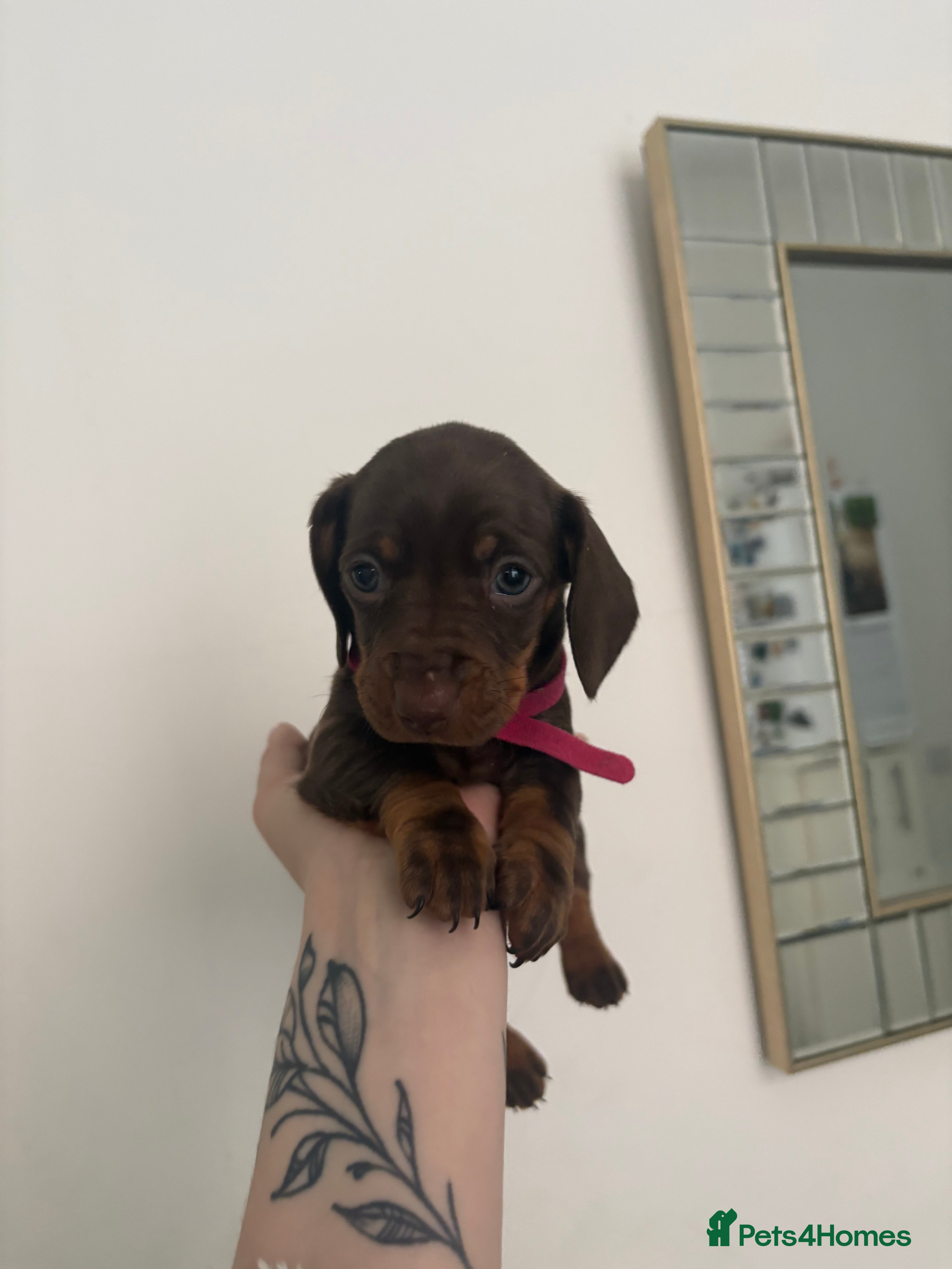 Miniature Dachshund dogs Miniature Dachshund Pups looking for Loving Homes - Advert 17