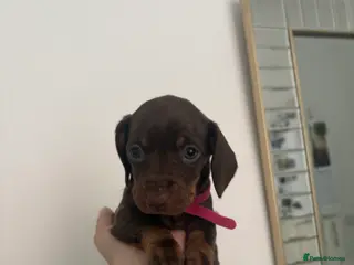 Miniature Dachshund dogs Miniature Dachshund Pups looking for Loving Homes - Advert 17