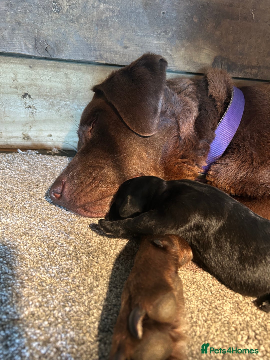 Labradoodle dogs for sale: Fantastic F1 Labradoodles (black) - Image 6
