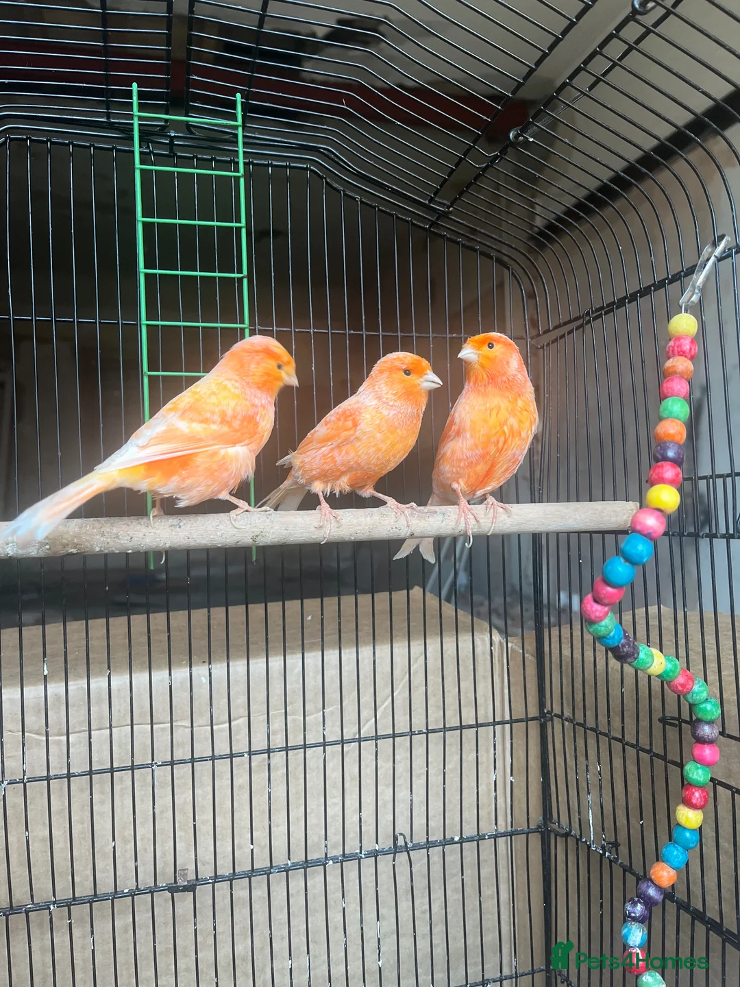 Canaries birds for sale: Canary  - Advert 1