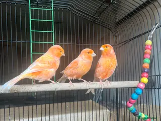 Canaries birds Canary - Advert 14