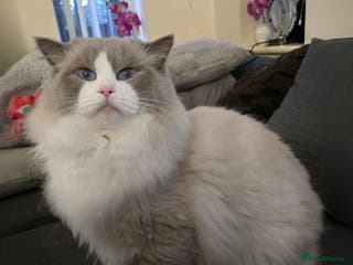 Ragdoll cats Charles - TICA and Gccf registered active boy in Bournemouth - Advert 9