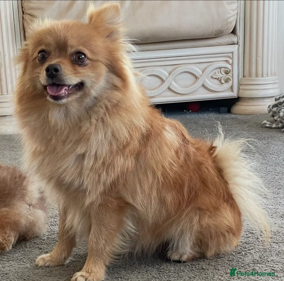 Pomeranian dogs for sale: Chunky girl pom - Advert 1