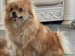 Pomeranian dogs Chunky girl pom - Advert 3