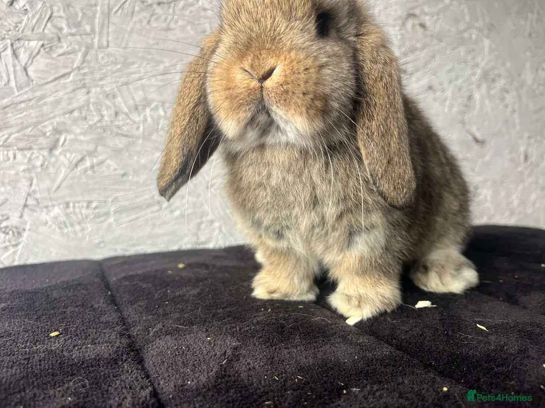 Mini Lop rabbits for sale: Pure mini lop  - Advert 2