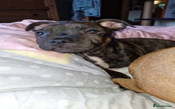 Staffordshire Bull Terrier dogs for sale: Gorgeous chunky male staffys - Image 4