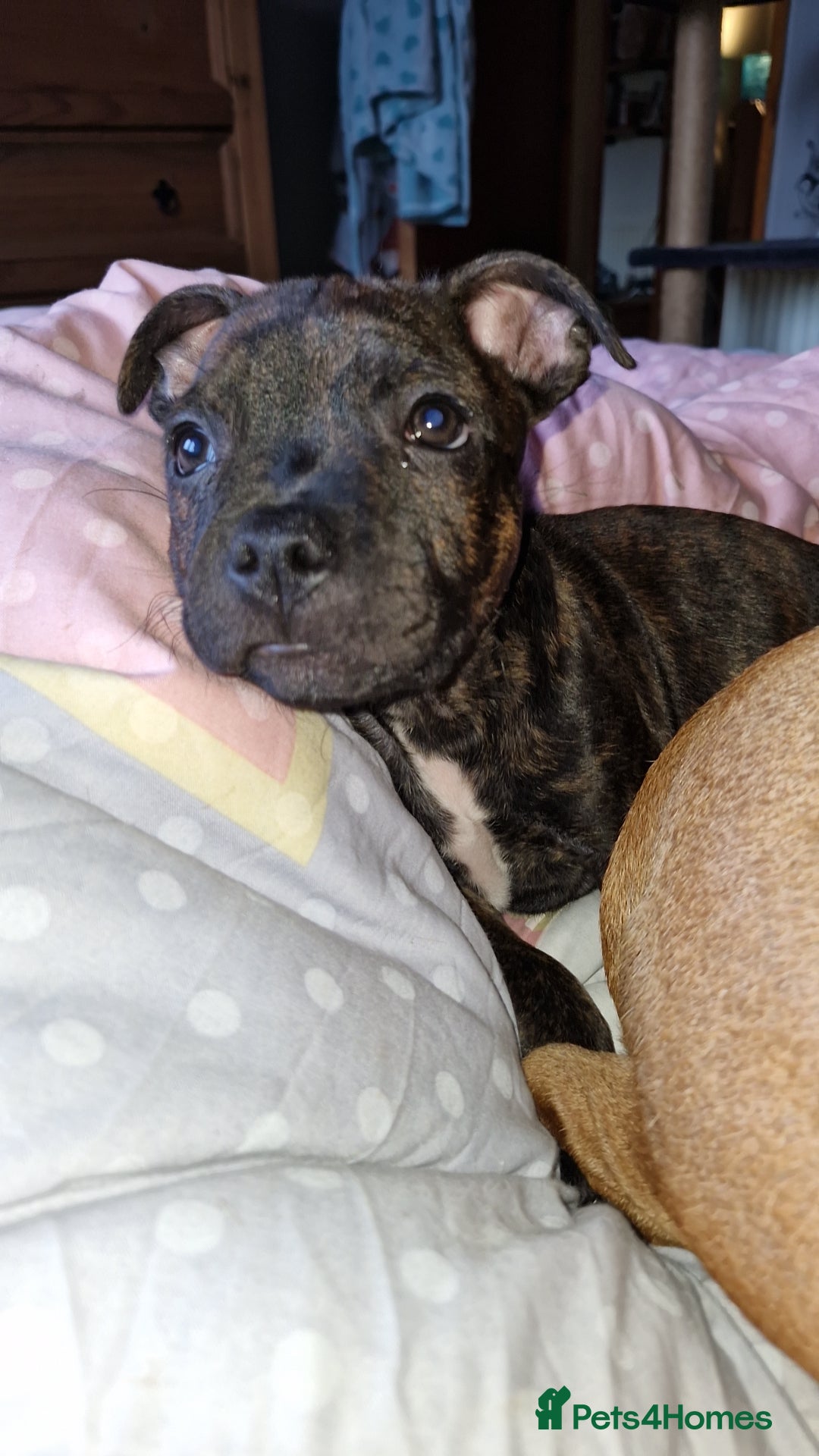 Staffordshire Bull Terrier dogs for sale: Gorgeous chunky male staffys - Image 4
