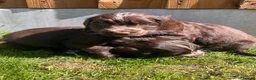Cocker Spaniel dogs for sale: Show type cocker spaniel puppies  - Advert 16