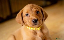 Labrador Retriever dogs for sale: Stunning Fox Red Labrador Puppies For Sale - Image 2