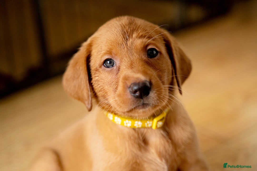 Labrador Retriever dogs for sale: Stunning Fox Red Labrador Puppies For Sale - Image 2