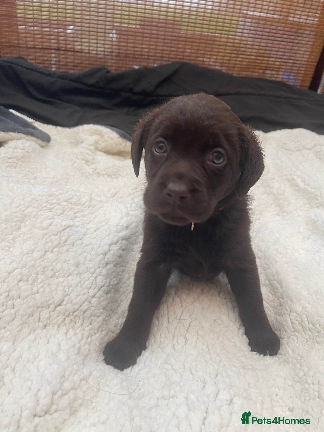 Labrador Retriever dogs for sale: Labrador Puppies Chocolate & Golden For Sale - Advert 7