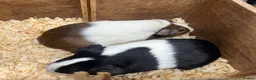 Guinea Pig rodents for sale: Female/Sow Dutch Guinea pigs - Advert 3