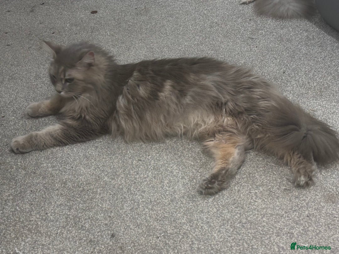 Maine Coon cats for sale: Plush PusZ XXL TICA registered Maine Coon Kittens - Advert 16