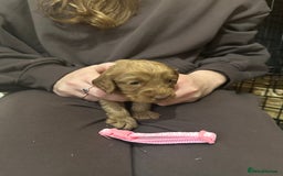Cockapoo dogs for sale: F1 Cockapoos - Image 1