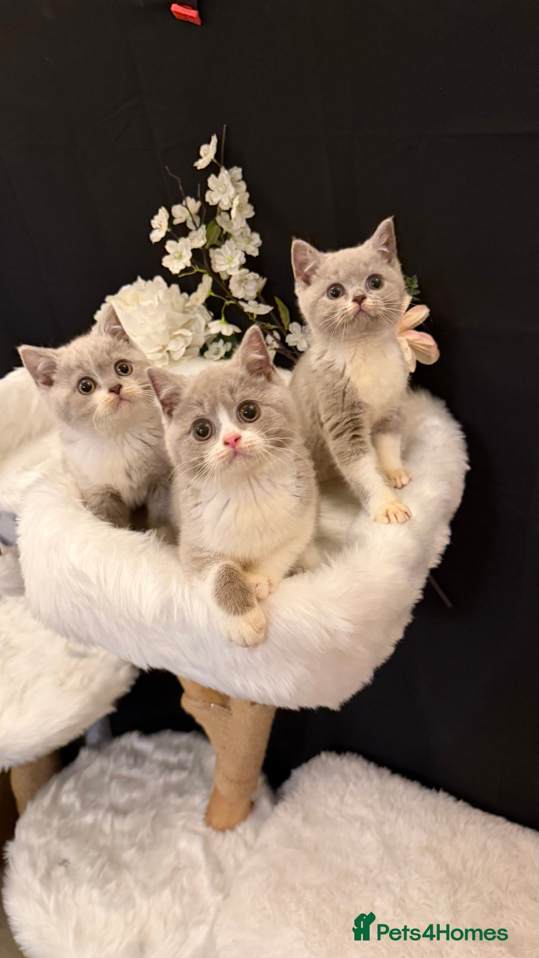 British Shorthair cats for sale: 😽Full Pedigree Registered BSH🌷Trusted Breeder - Advert 29
