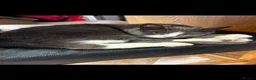 Mixed Breed cats for sale: Black and white Gorgeous kittens - Advert 3