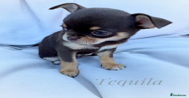 Chihuahua dogs - Advert 7