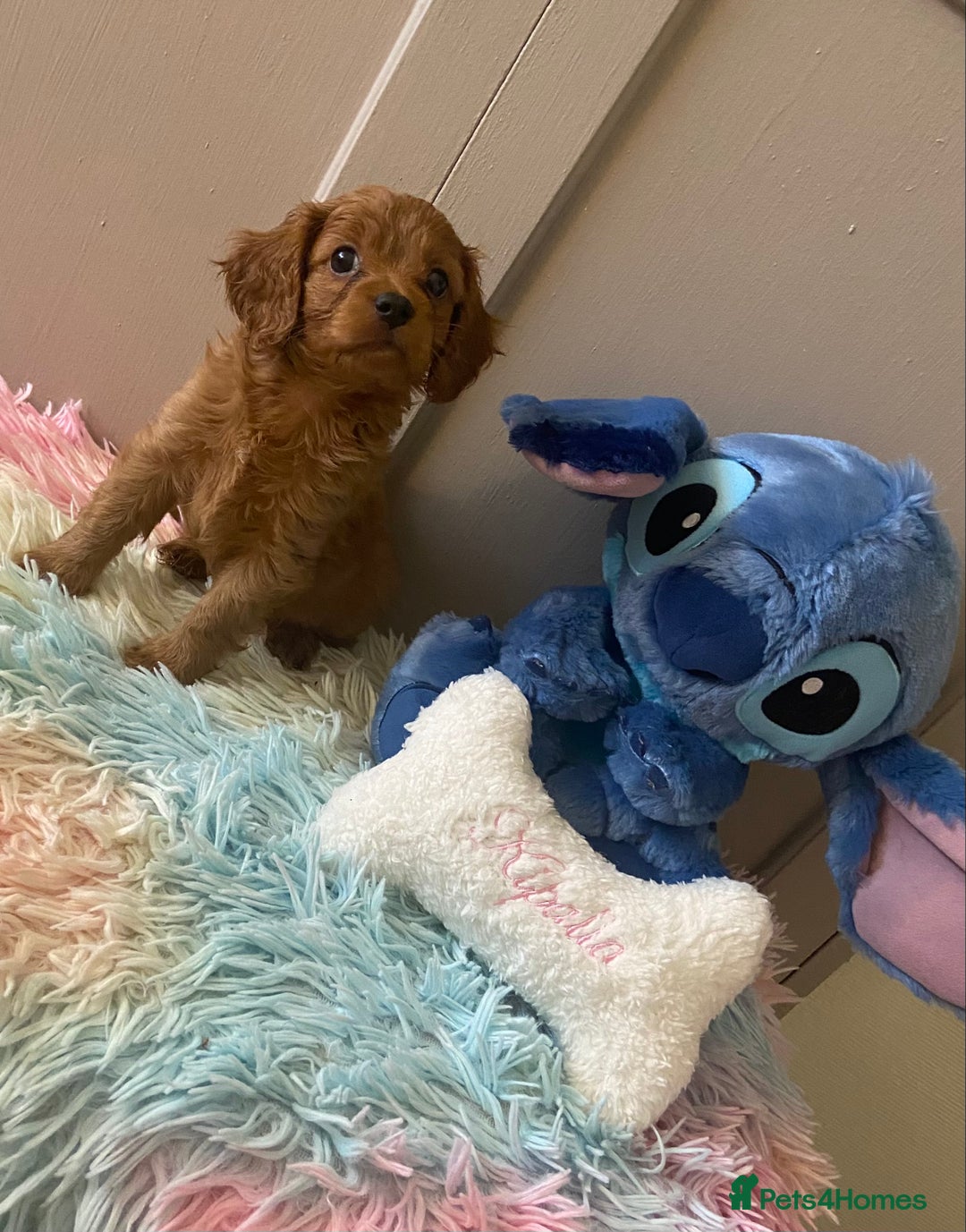 Cavapoo dogs for sale: Gorgeous F2 cavapoo girls - Image 3