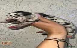 Great Dane dogs for sale: HARLIQUIN & BLACK PUPS KC REGISTERED  - Image 6
