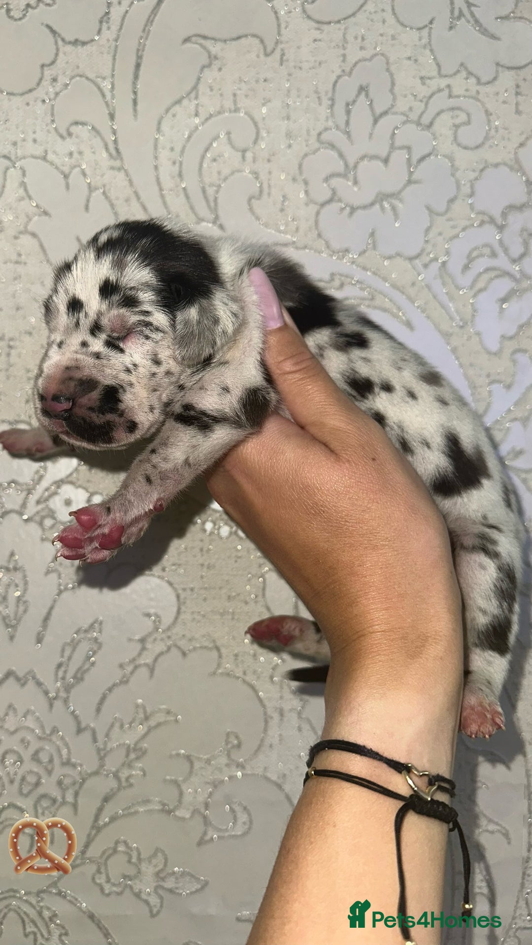 Great Dane dogs for sale: HARLIQUIN & BLACK PUPS KC REGISTERED  - Image 6