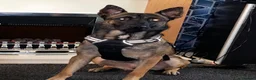 Belgian Shepherd Dog dogs for sale: Pups  - Advert 5