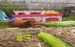 Guinea Pig rodents for sale: 2 Male Guinea Pigs  - Image 3