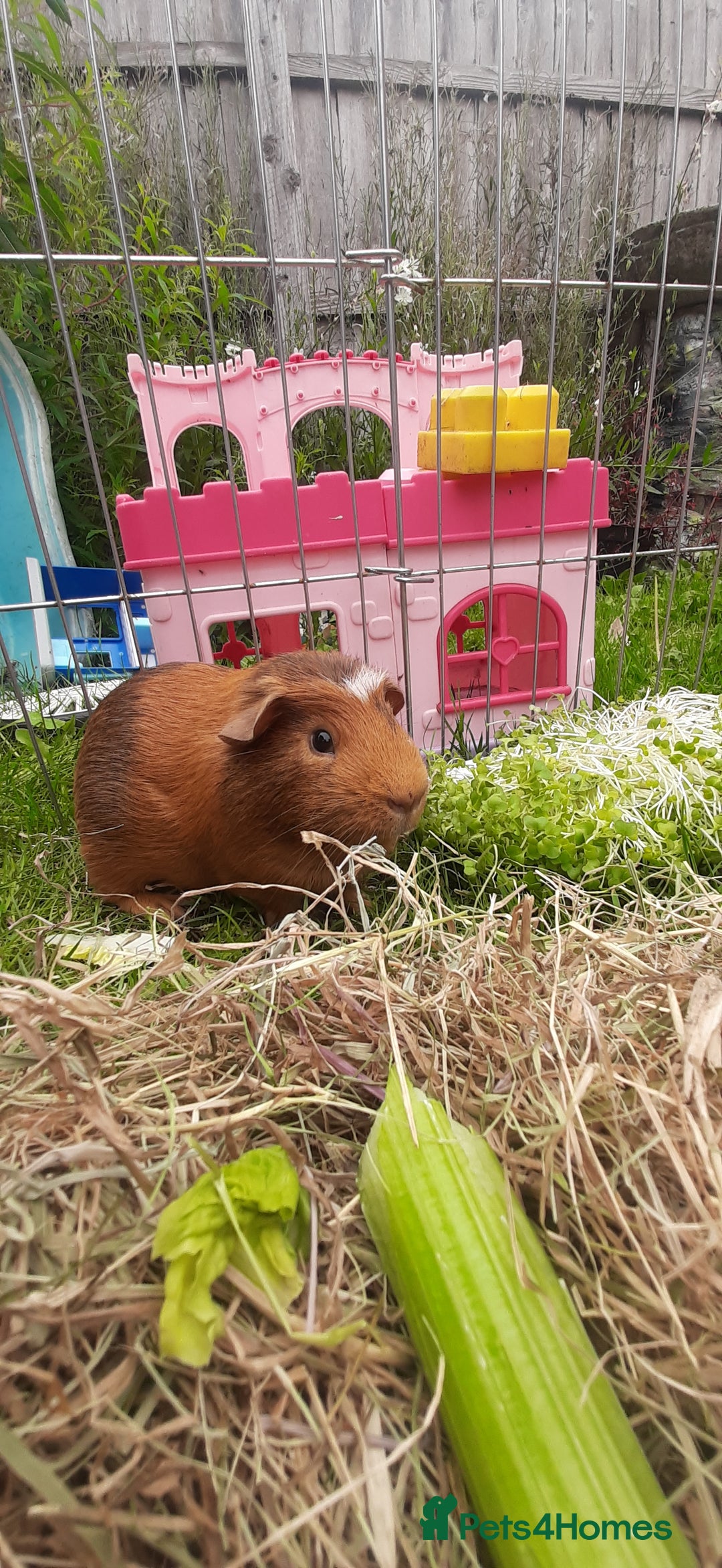 Guinea Pig rodents for sale: 2 Male Guinea Pigs  - Image 3