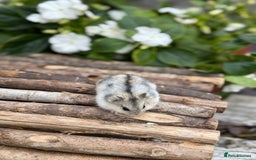 Hamster rodents for sale: Beautiful baby hamsters. Russian Dwarf and Syrian - Image 20