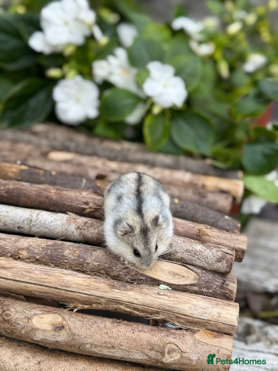 Hamster rodents for sale: Beautiful baby hamsters. Russian Dwarf and Syrian - Image 20