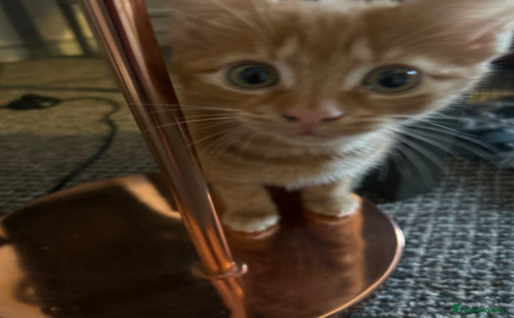 Mixed Breed cats for sale - Advert 1