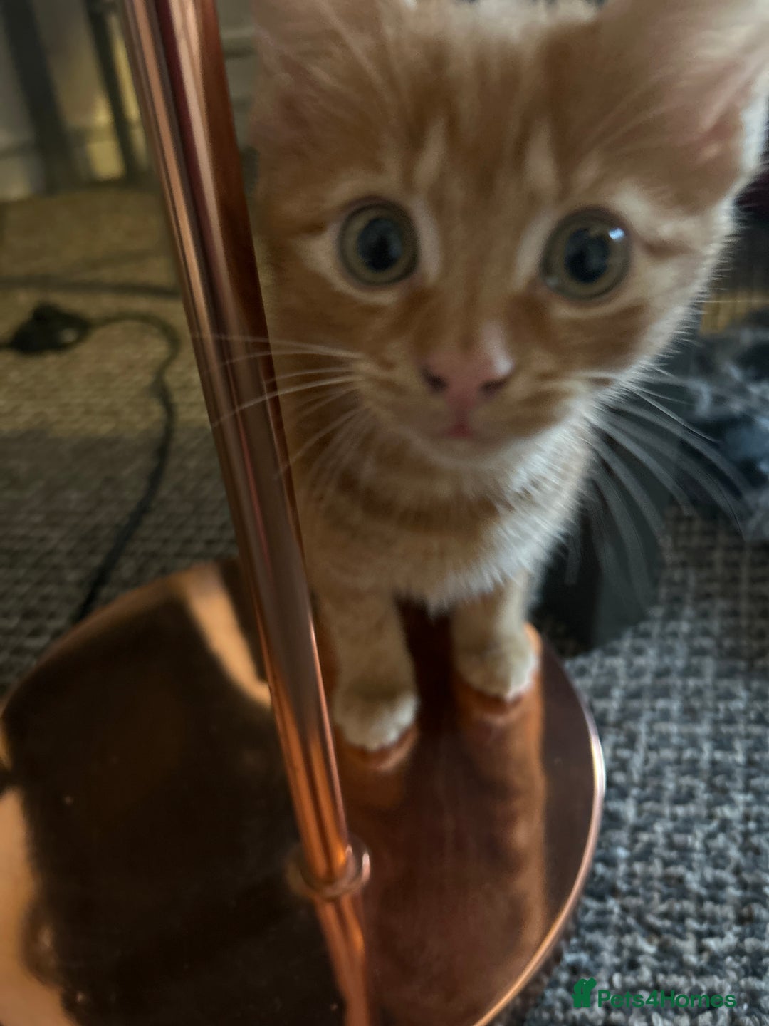 Mixed Breed cats for sale: 10 weeks of beautiful ginger boy kittens - Image 1