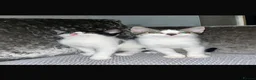 Mixed Breed cats for sale: 2 male kittens 10 weeks old - Advert 11