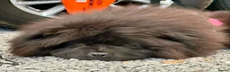Chow Chow dogs for sale: Beautiful black chow chow  - Advert 2