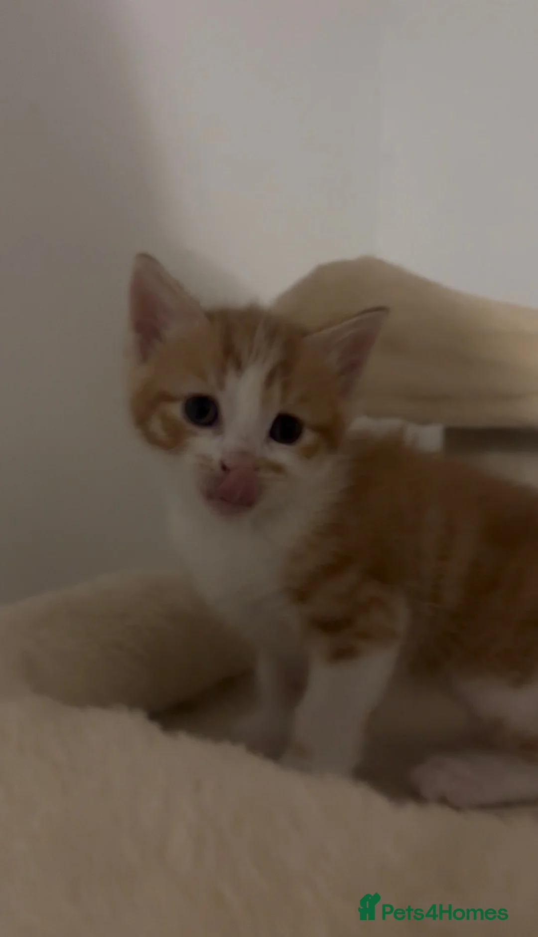 Mixed Breed cats for sale: Beautiful kittens - Advert 10