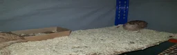 Quail poultry for sale: X3 Male quail for sale  - Advert 5