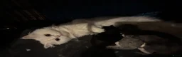 Perdoll cats for sale: Kittens to reserve - Advert 9