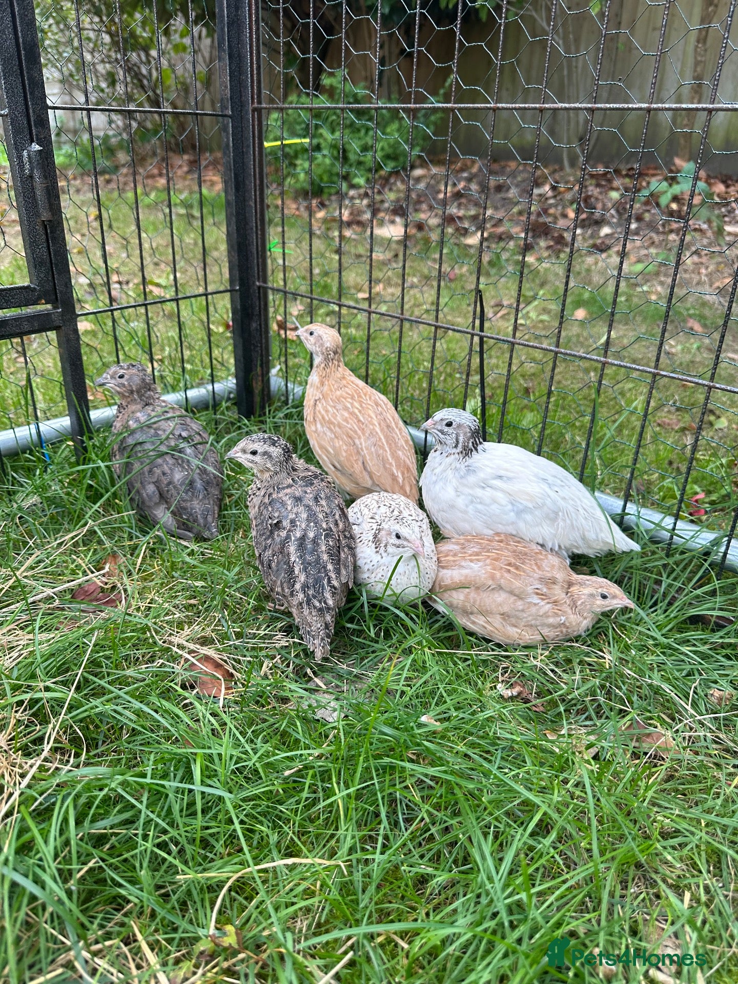 Quail poultry 6 Quails (very tame and friendly) - Advert 1