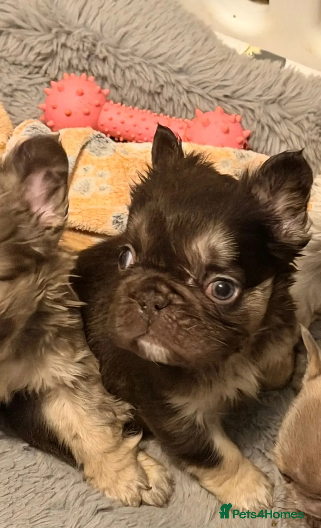 French Bulldog dogs for sale:  💙🦁Fluffy visual French bulldog Reduced!!🏡 - Advert 4