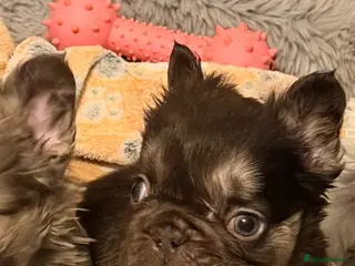 French Bulldog dogs 🩷🏡 Adorable🐶 fluffy French Bulldog READY TO GO - Advert 3