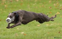 Whippet dogs for sale: 🐾 KC Registered Black Whippet Puppies 🐾 - Image 36