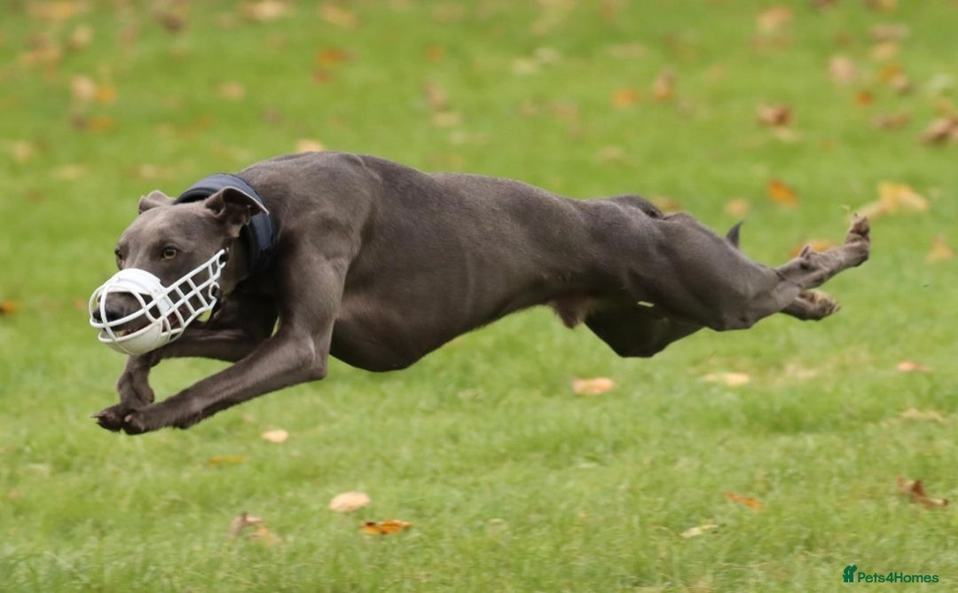 Whippet dogs for sale: 🐾 KC Registered Black Whippet Puppies 🐾 - Image 36