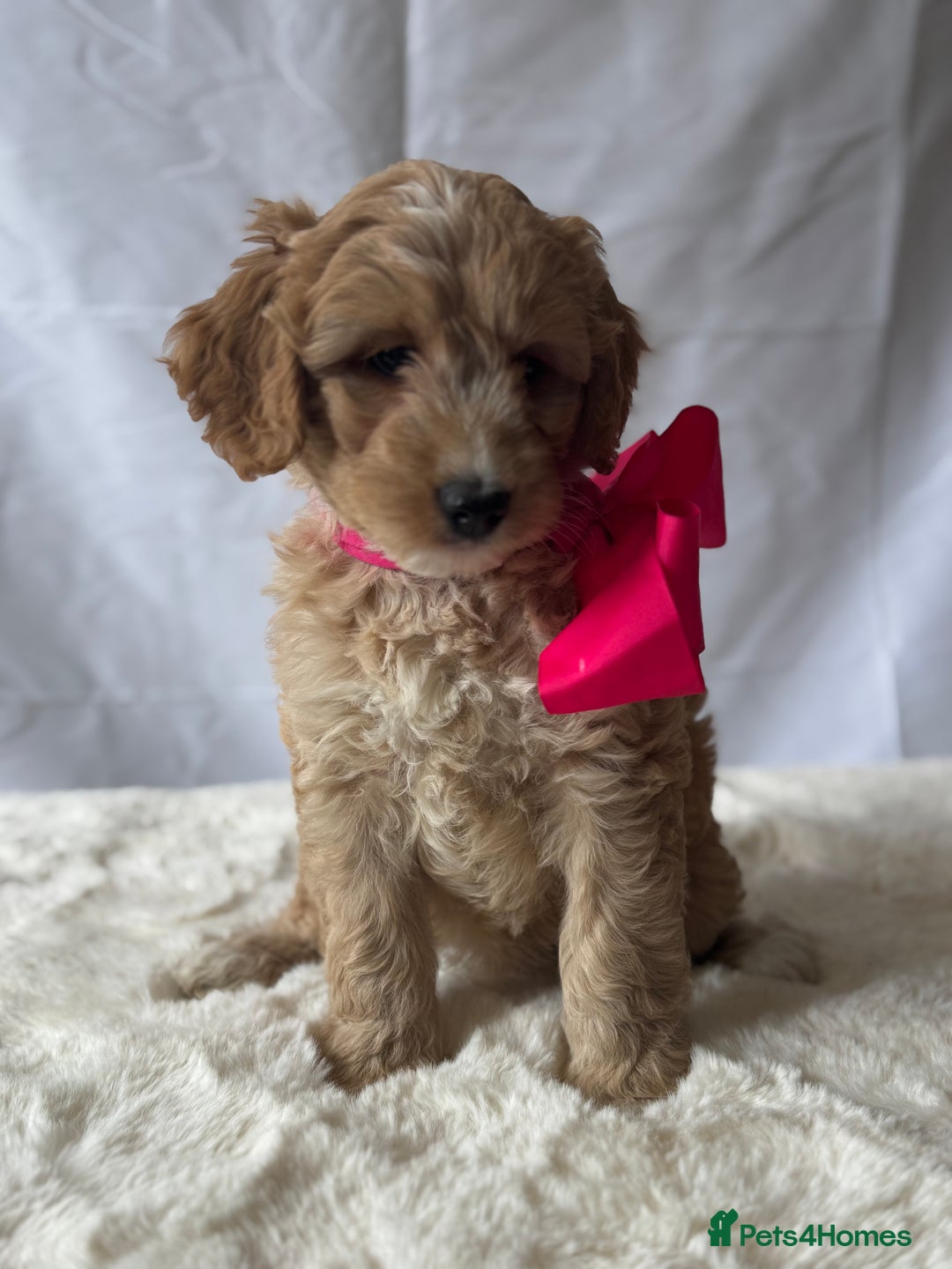 Labradoodle dogs for sale: Labradoodle  - Image 11