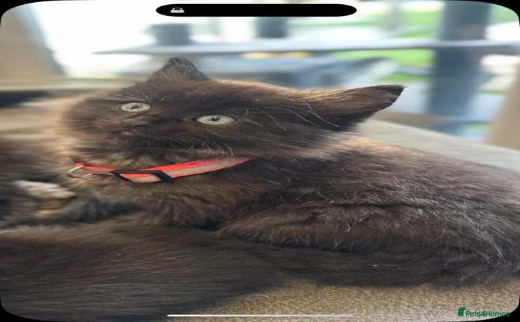 Mixed Breed cats - Advert 2
