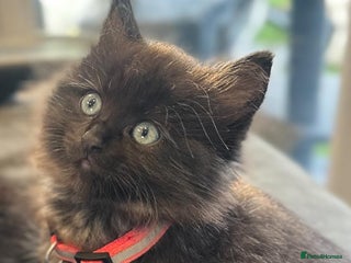 Mixed Breed cats - Advert 6