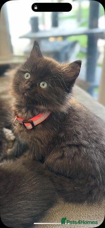 Mixed Breed cats - Advert 2