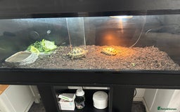 Tortoise reptiles for sale: 2 x Horsefeild Tortoises and set up - Image 8